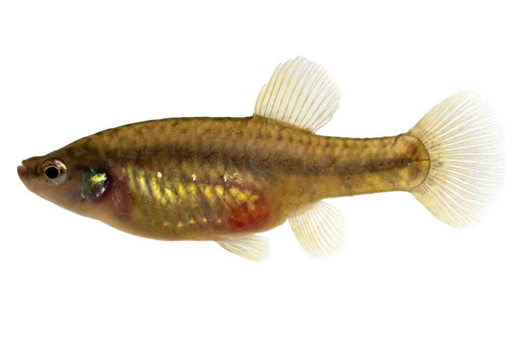 Zoogoneticus purhepechus | goodeidworkinggroup.com